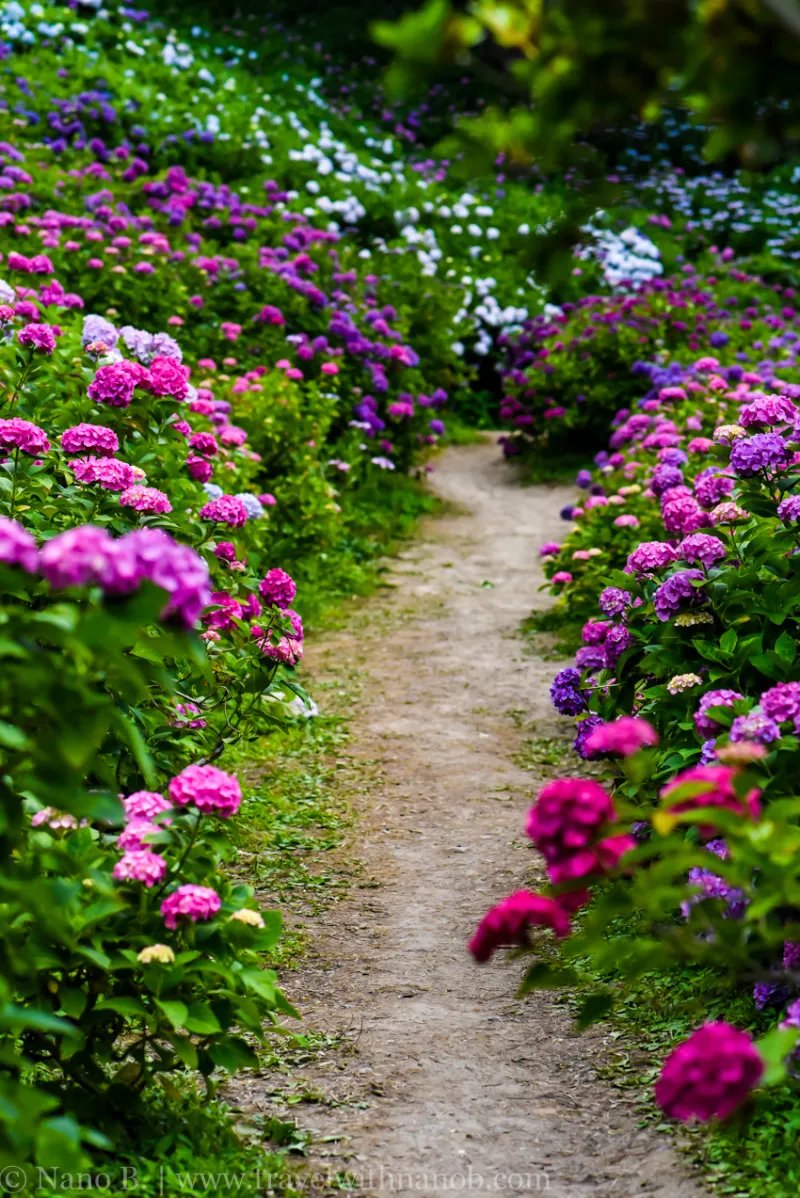 🌸 지바시 도시녹화 식물원 이미지 7